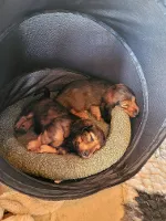 Gravhund