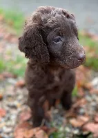 Labradoodle