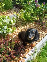 Gravhund