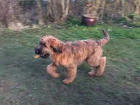 Briard