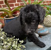 Labradoodle