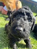 Goldendoodles