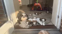 Shih Tzu