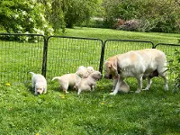 Labrador Retriever