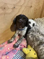 Kleiner Münsterländer