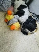 Cocker Spaniel
