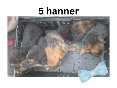 Billede 5