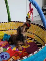 Gravhund