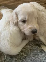Goldendoodles