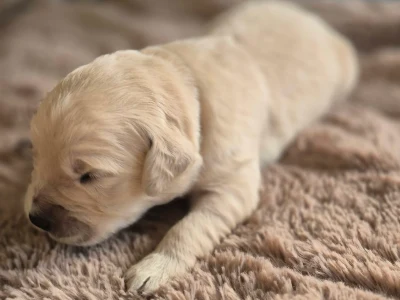 10 sk�nne Golden Retriever-hvalpe s�ger deres kommende familier 🐶