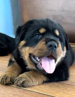 Rottweiler