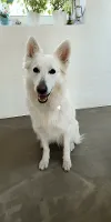 Hvid schweizisk hyrdehund