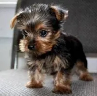 Yorkshire Terrier