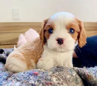 Cavalier King Charles Spaniel