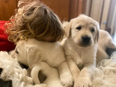 Golden Retriever hvalpe