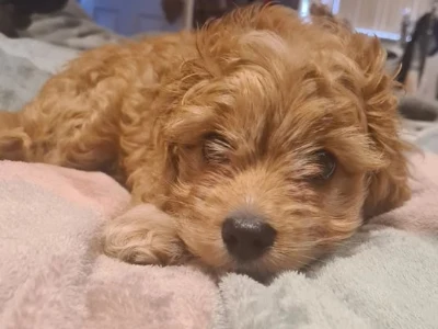 cavapoohvalpe, King Charles Spaniel/Poodle
