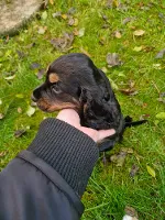 Field spaniel