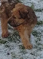 Irish soft coated wheaten terrier