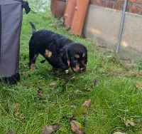 Field spaniel