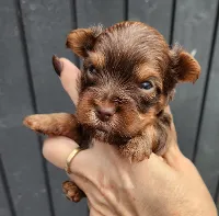 Yorkshire Terrier