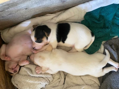 De k�reste dansk svensk g�rdhundehvalpe