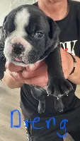 Engelsk Bulldog