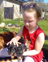 Gravhund