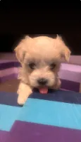 Coton de Tulear - Bomuldshund