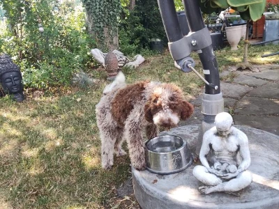 Lagotto Romagnolo hvalp