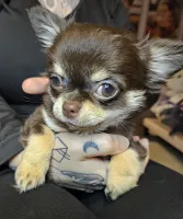 Chihuahua