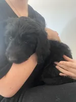 Goldendoodles