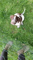 Springer Spaniel