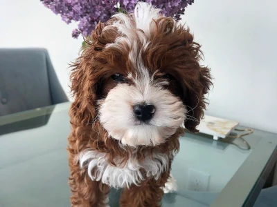 Lille nuttede Cavapoo t�vehvalp