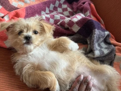 Sk�nneste boomer pige