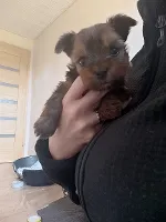 Yorkshire Terrier