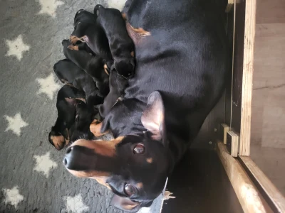 Billede 4