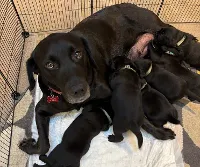Labrador Retriever