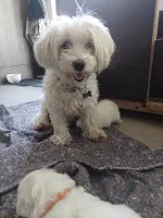 Coton de Tulear - Bomuldshund