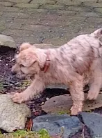 Irish soft coated wheaten terrier