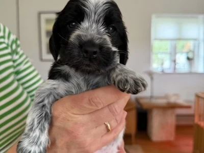 Sk�nne Engelsk Cocker Spanielhvalpe s�ger nye hjem