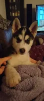 Siberian Husky