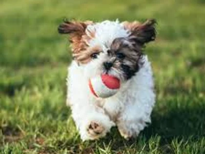 Dejlig shih tzu-hvalp