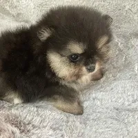 Pomeranian