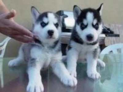Sibiriske husky hvalpe