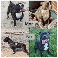 Staffordshire Bull Terrier
