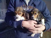 Beagle