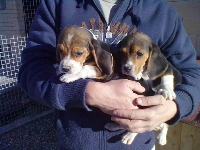 Beagle hvalpe socialt domesticerede Kontakt e-mail: monikakagabriele@gmail.com  Disse nuttede hvalpe f�dt i en hjemlig atmosf�re er tilg�ngelige til �