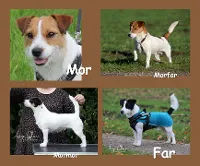 Jack Russell Terrier