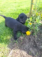Labrador Retriever