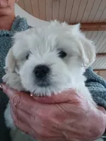 Coton de Tulear - Bomuldshund